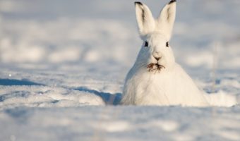 Защита яблонь от грызунов